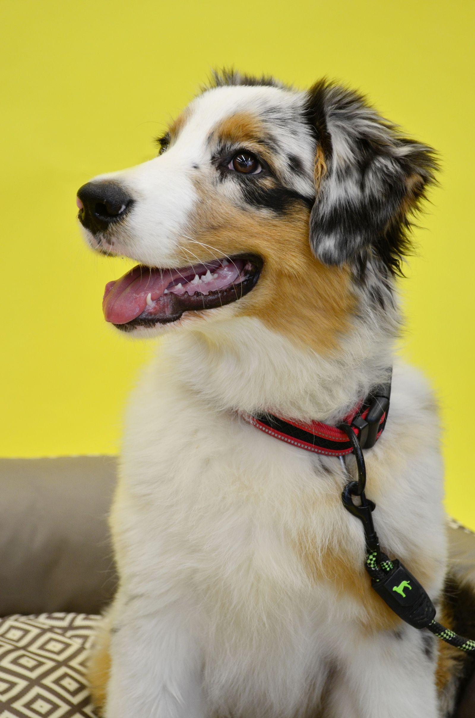A young blue merle Australian Shepherd in profile, mouth open, mottled coat visible