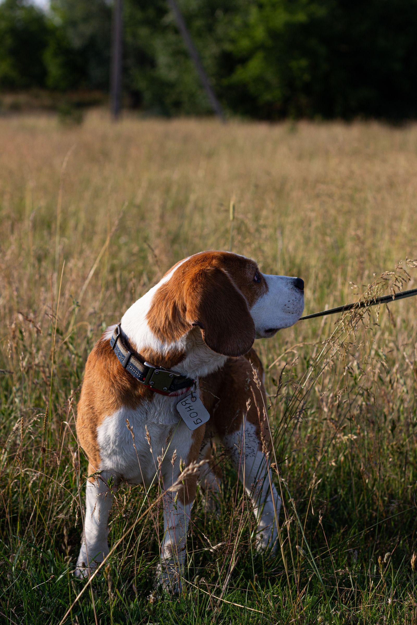 A tricolor Beagle sitting alert in tall grass, nose lifted, scenting the air