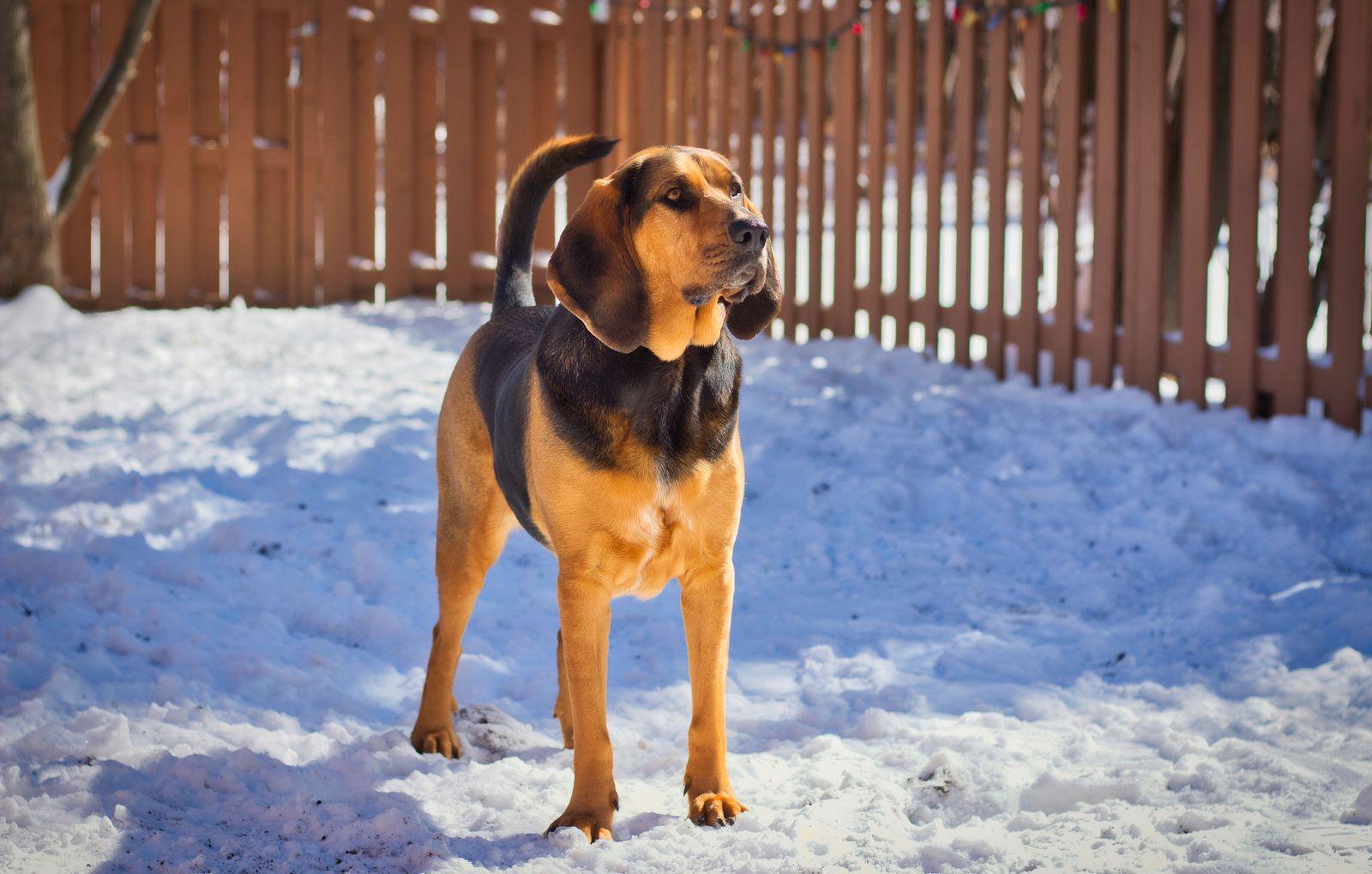 A Bloodhound standing in snow, deeply wrinkled face and long drooping ears