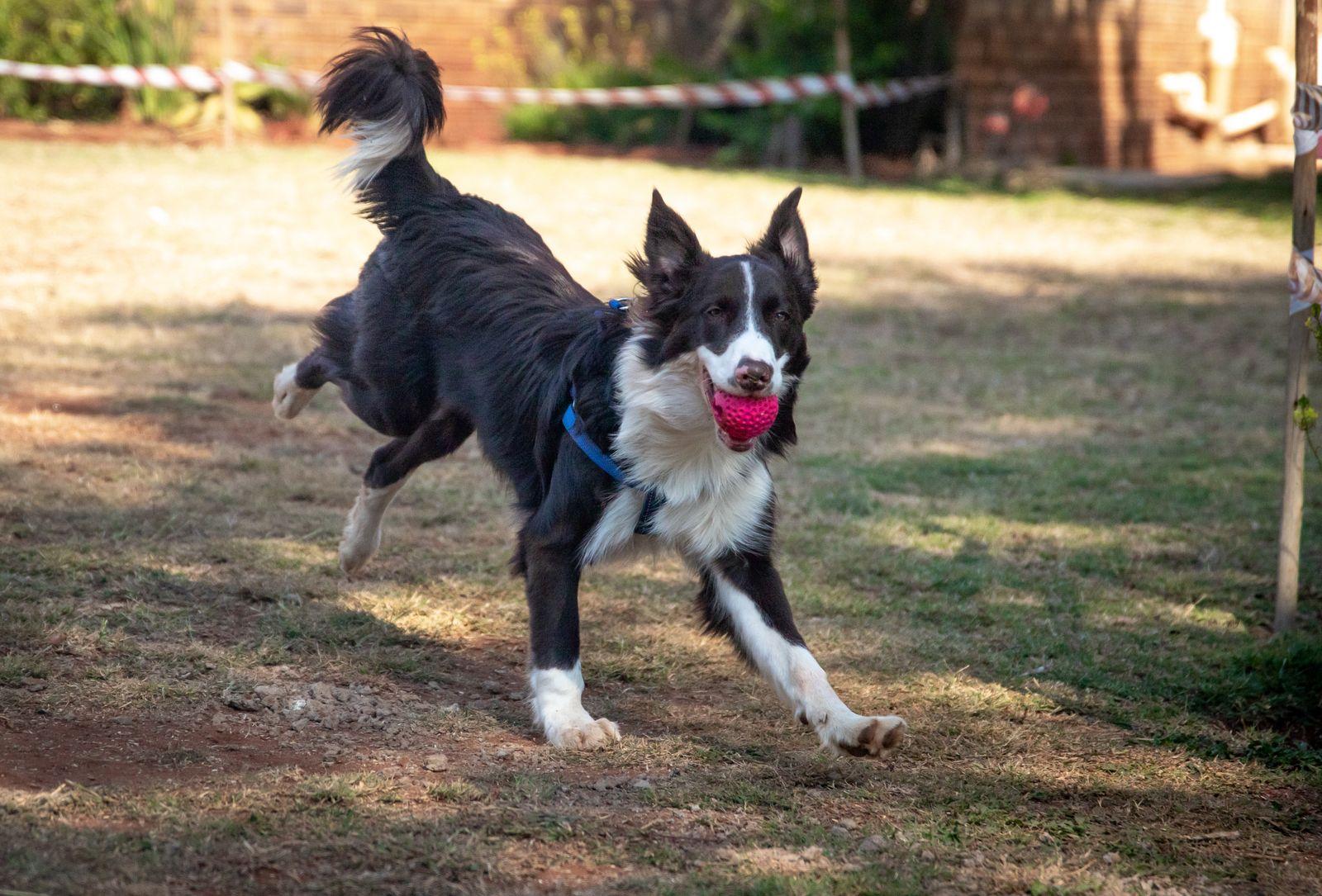 A black and white Border Collie running full stretch across grass with a ball in its mouth