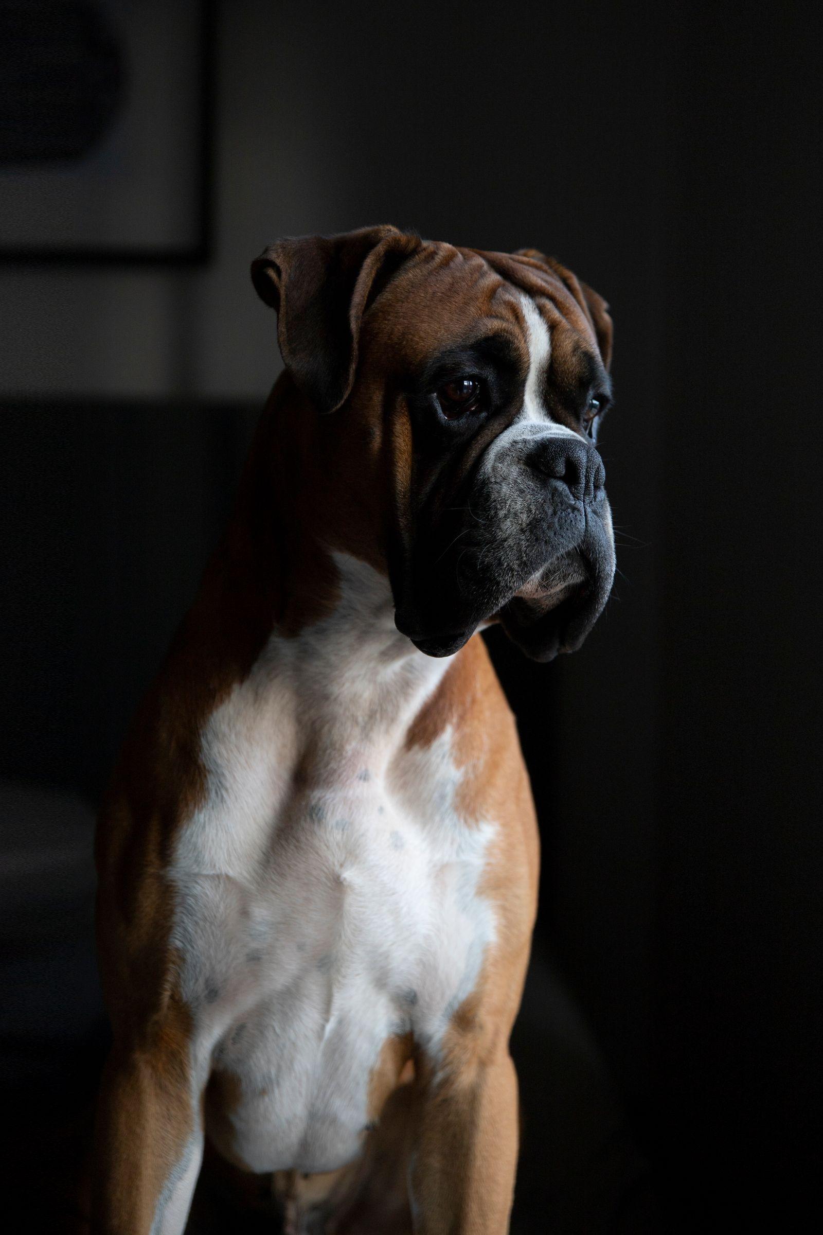 A fawn and white Boxer sitting indoors in dramatic side light, its blocky head and undershot jaw visible