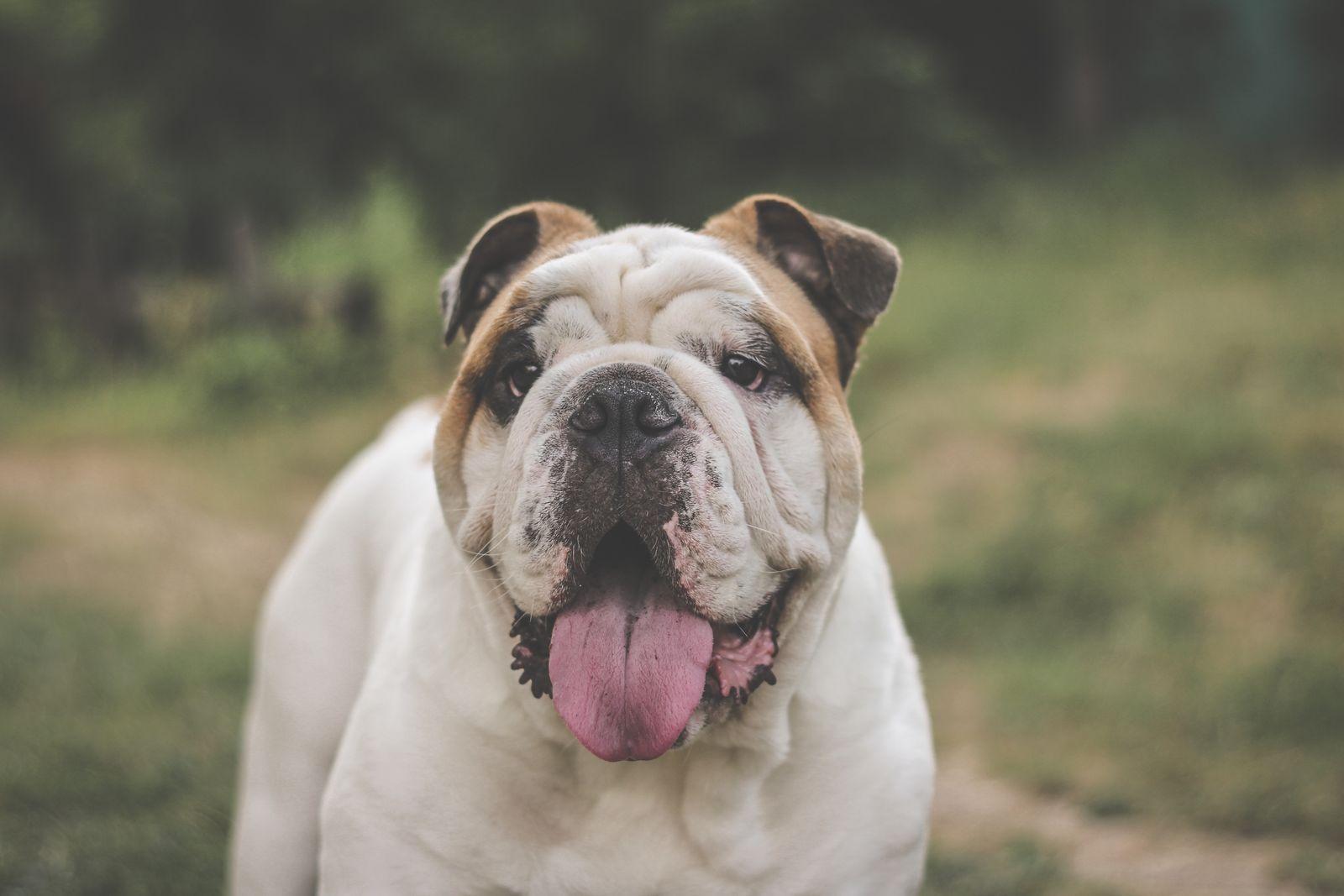 A close portrait of an English Bulldog with its tongue out, deeply wrinkled face and rose ears