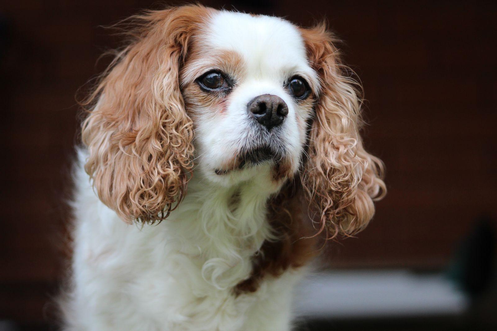 A Blenheim Cavalier King Charles Spaniel close up, long feathered ears and dark round eyes
