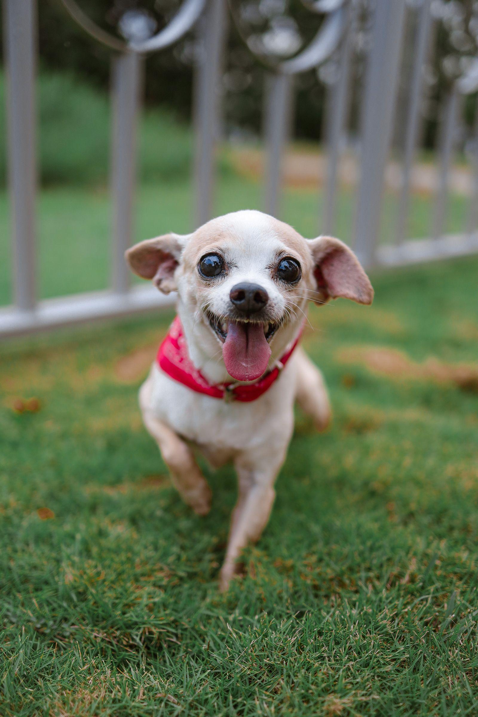 A cream Chihuahua running toward the camera on grass, mouth open and ears back
