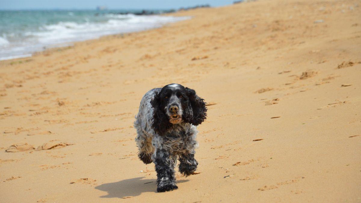 A black-and-white roan Cocker Spaniel walking toward the camera on a beach, long ears framing its face
