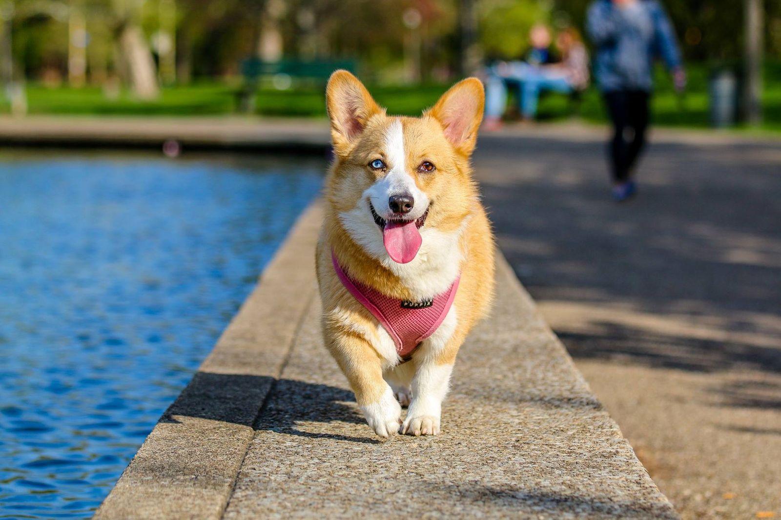 A Pembroke Welsh Corgi trotting along a path beside water, large ears up, tongue out