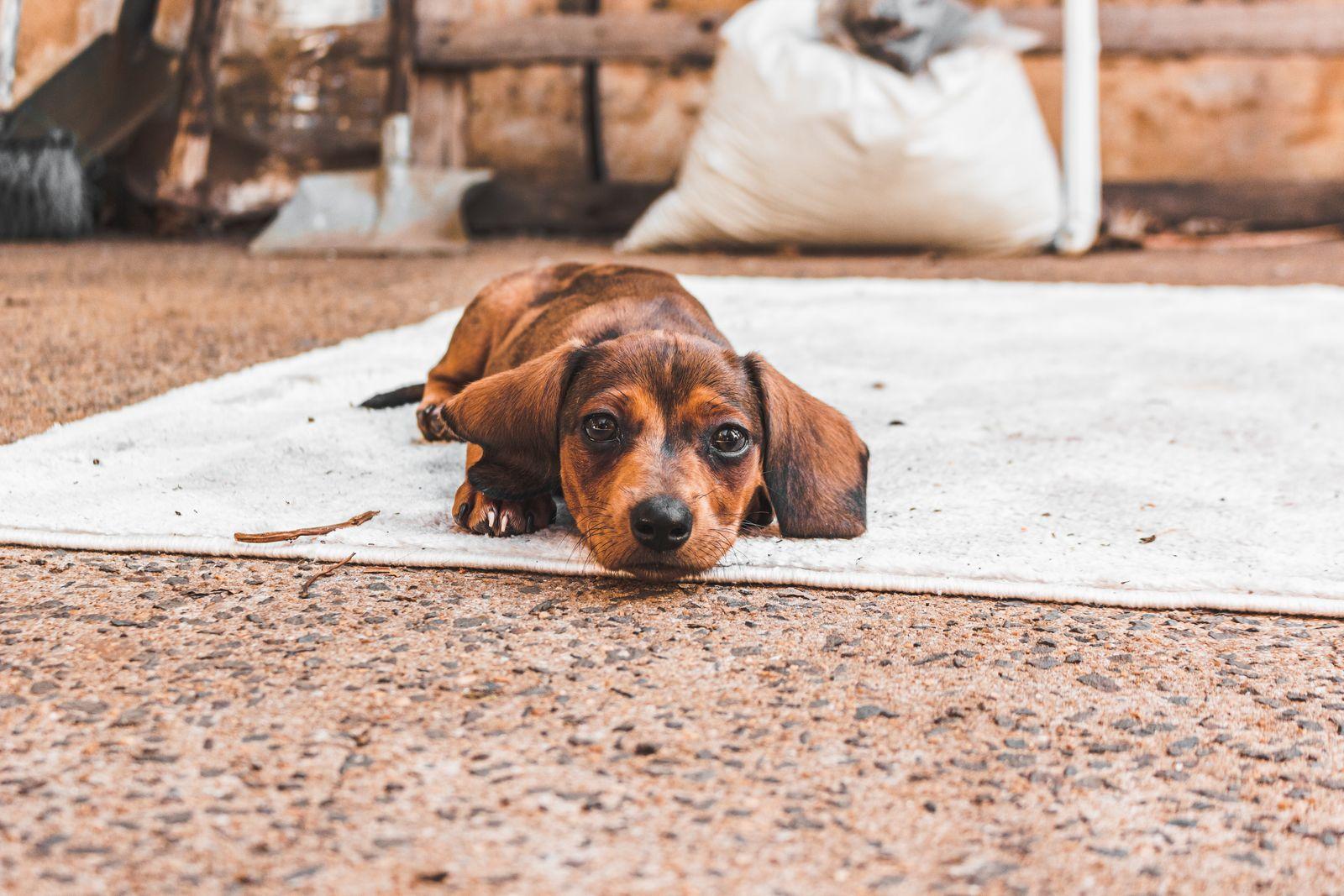 A young red Dachshund lying low on a rug, long body and short legs visible