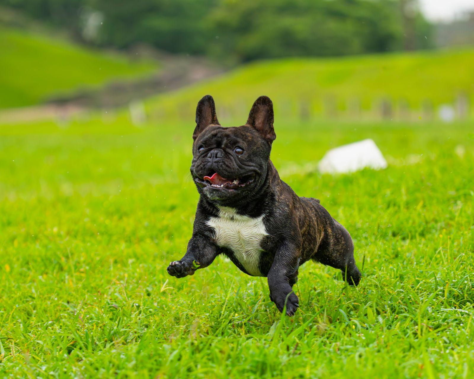 A brindle French Bulldog mid-run across a grass field, bat ears up, tongue out