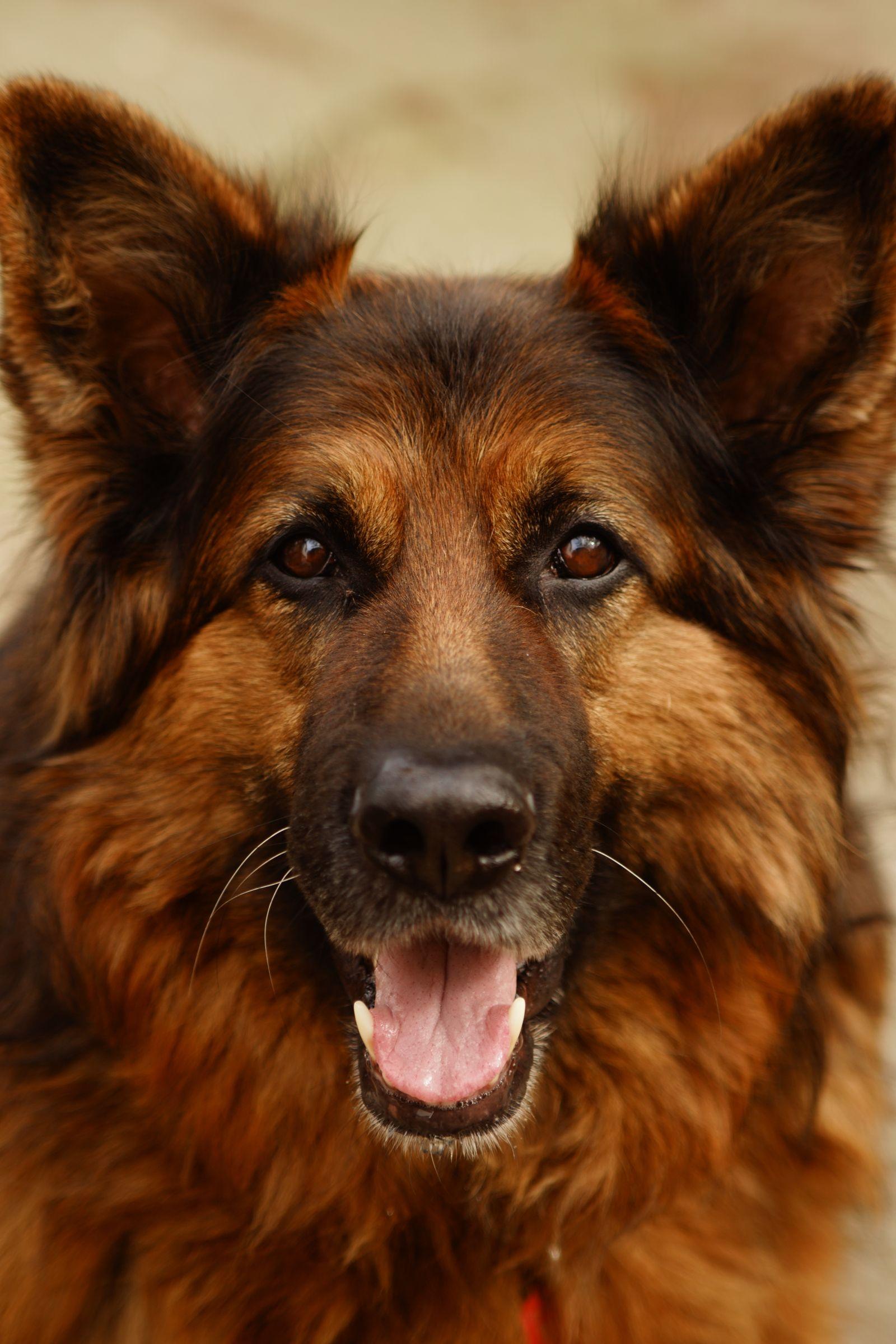 A close portrait of a sable German Shepherd, erect ears and mouth open