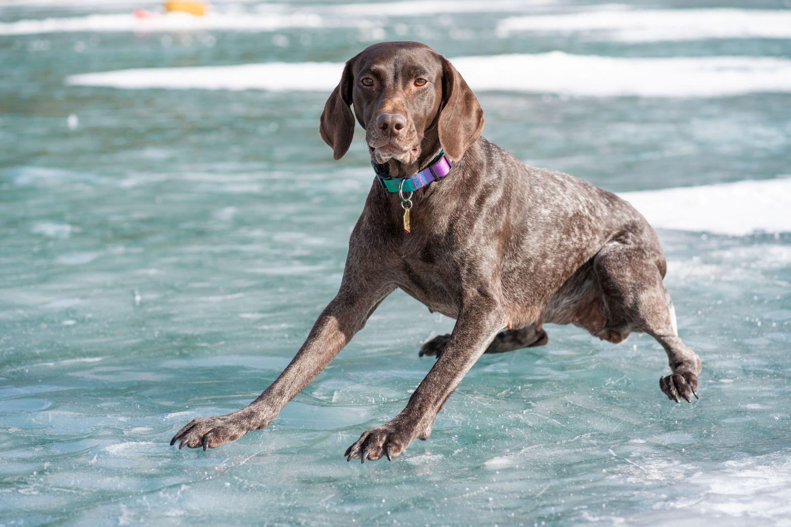 A liver-roan German Shorthaired Pointer crouched low on ice, mid-stride