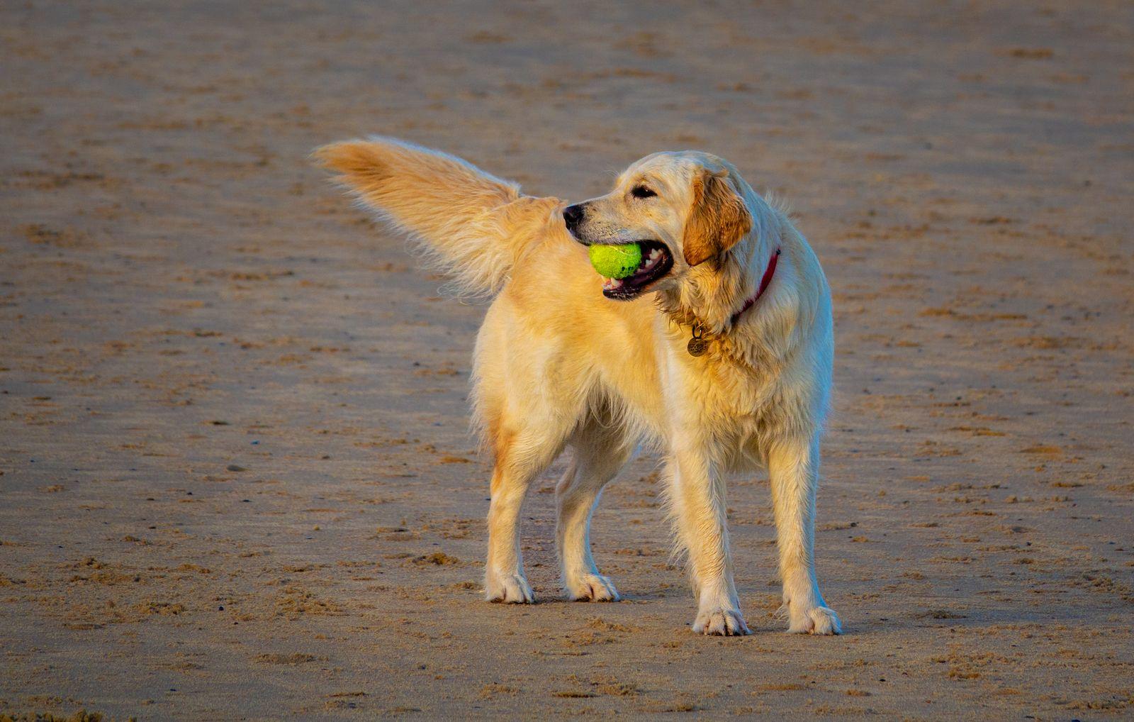 A cream Golden Retriever standing on wet sand with a tennis ball in its mouth, feathered tail raised