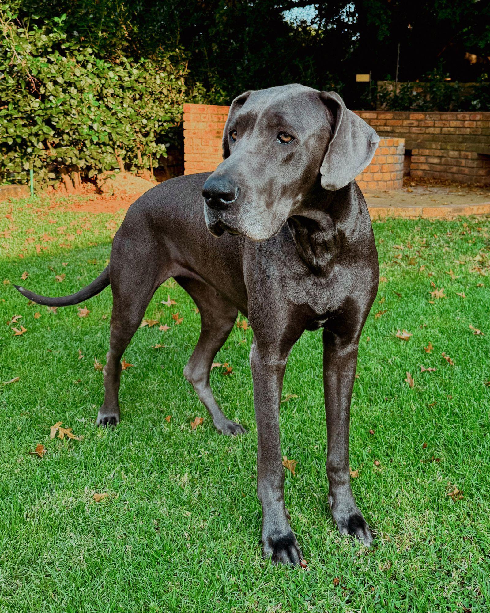 A tall blue Great Dane standing on a lawn, its great height evident against the garden behind it