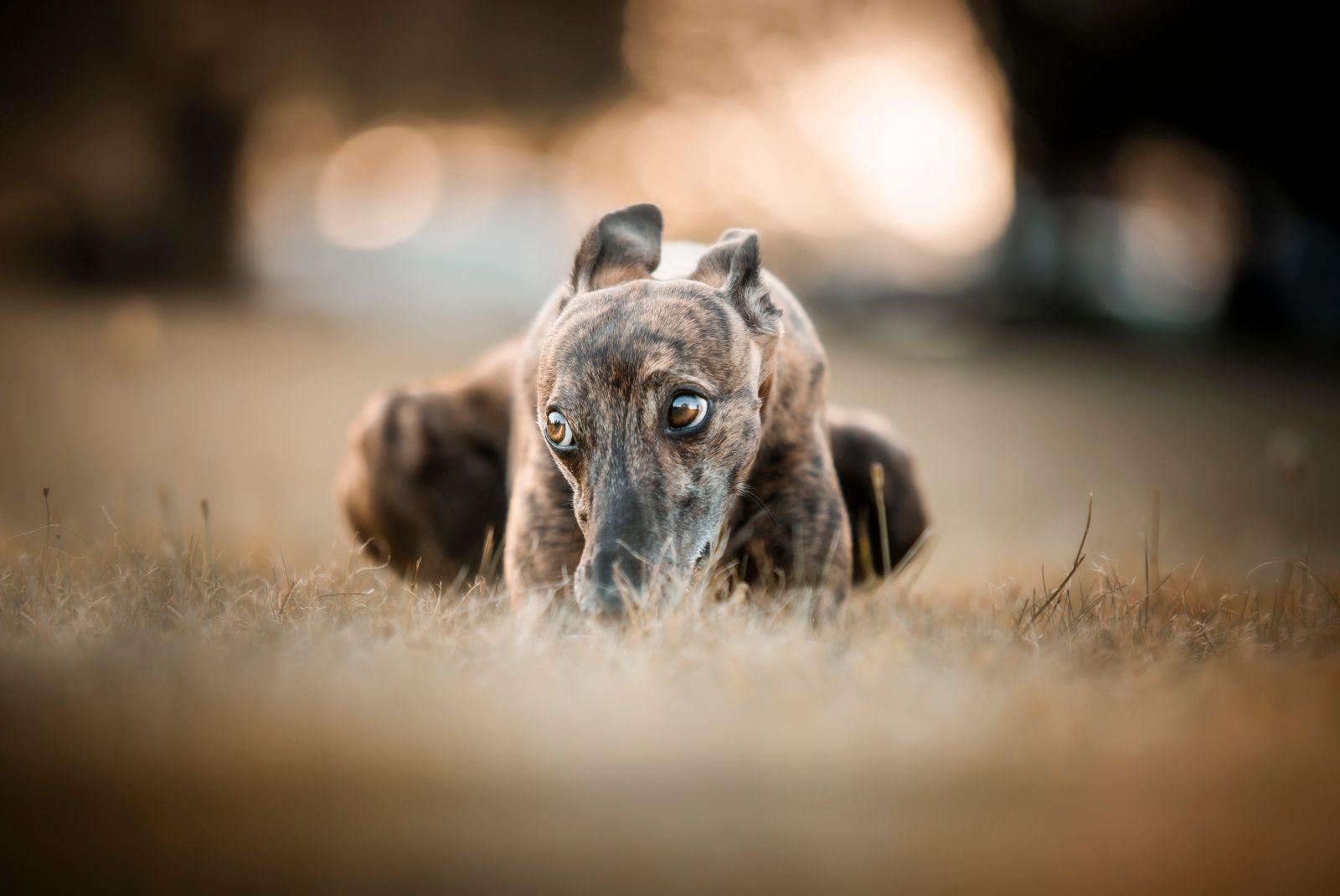 A close, low-angle shot of a brindle Greyhound lying in dry grass, ears folded back