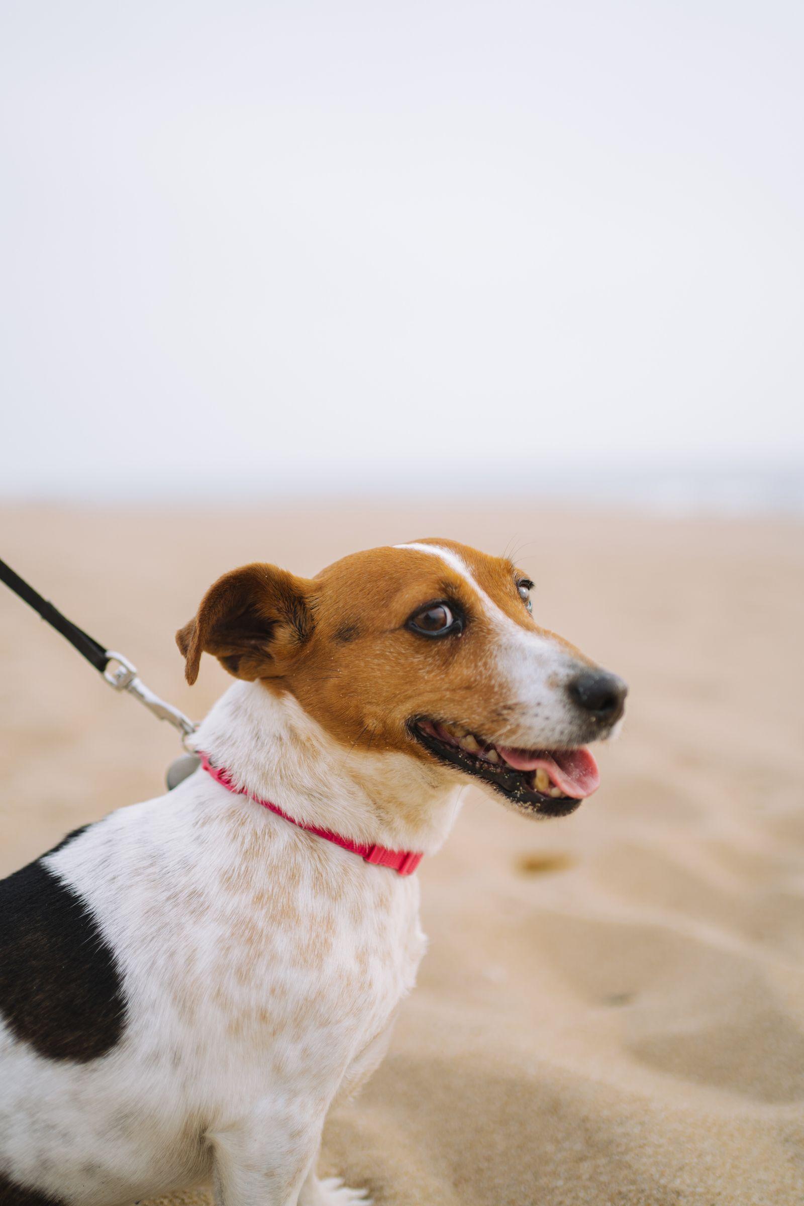 A tan and white Jack Russell Terrier on a beach, on lead, ears alert