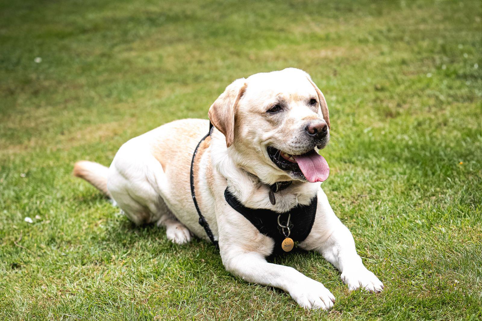 An adult yellow Labrador Retriever lying in grass, blocky head and otter tail visible