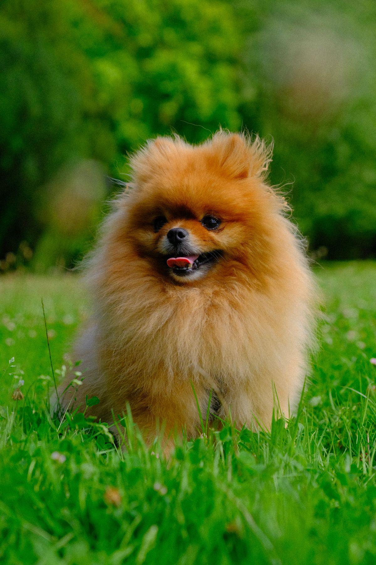An orange Pomeranian with a full fox-like coat standing in grass