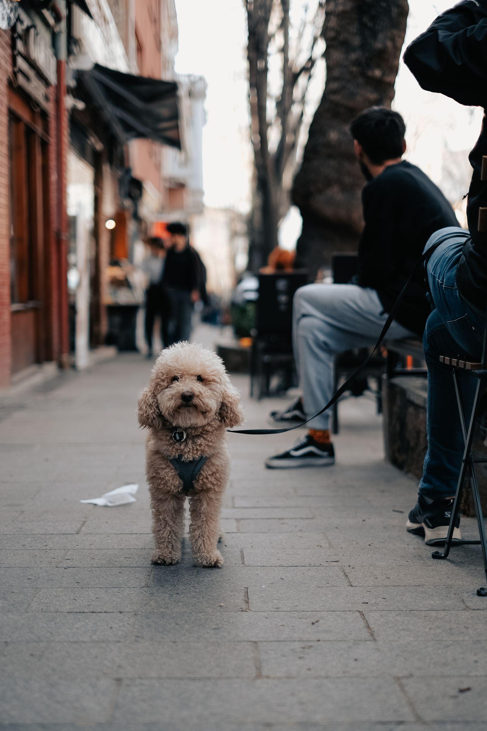 A cream Toy Poodle standing on a city pavement on a leash, tight curly coat visible