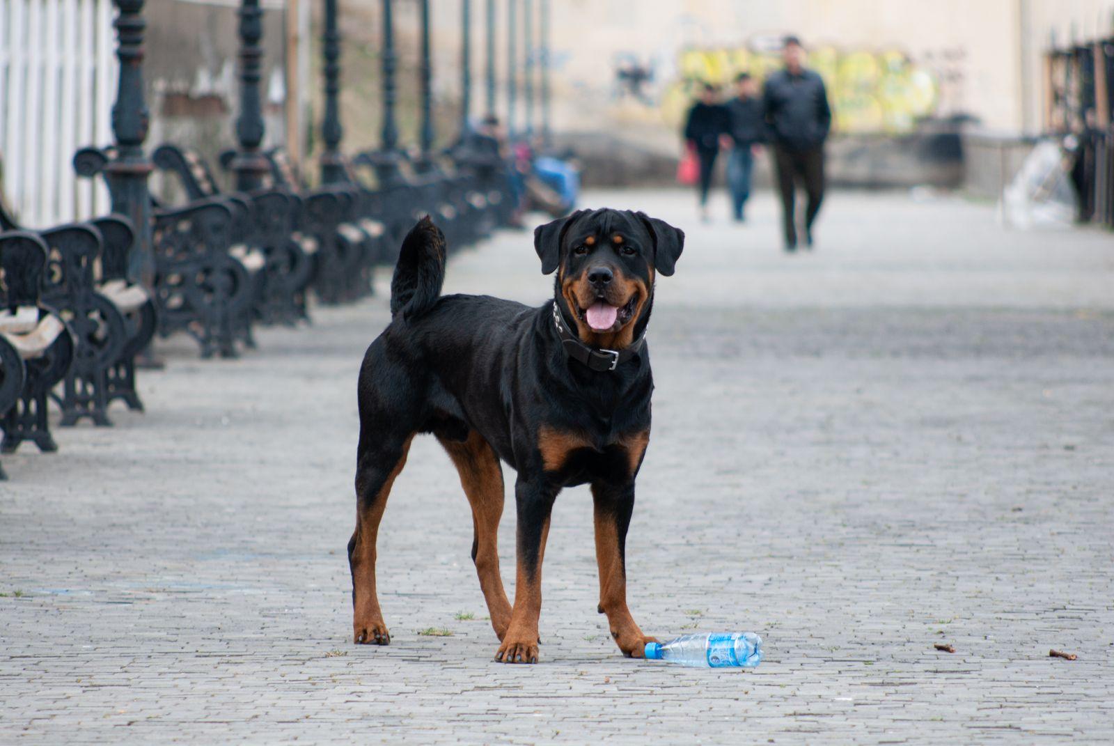 A Rottweiler standing alert on a cobbled path, black and tan markings and blocky head visible