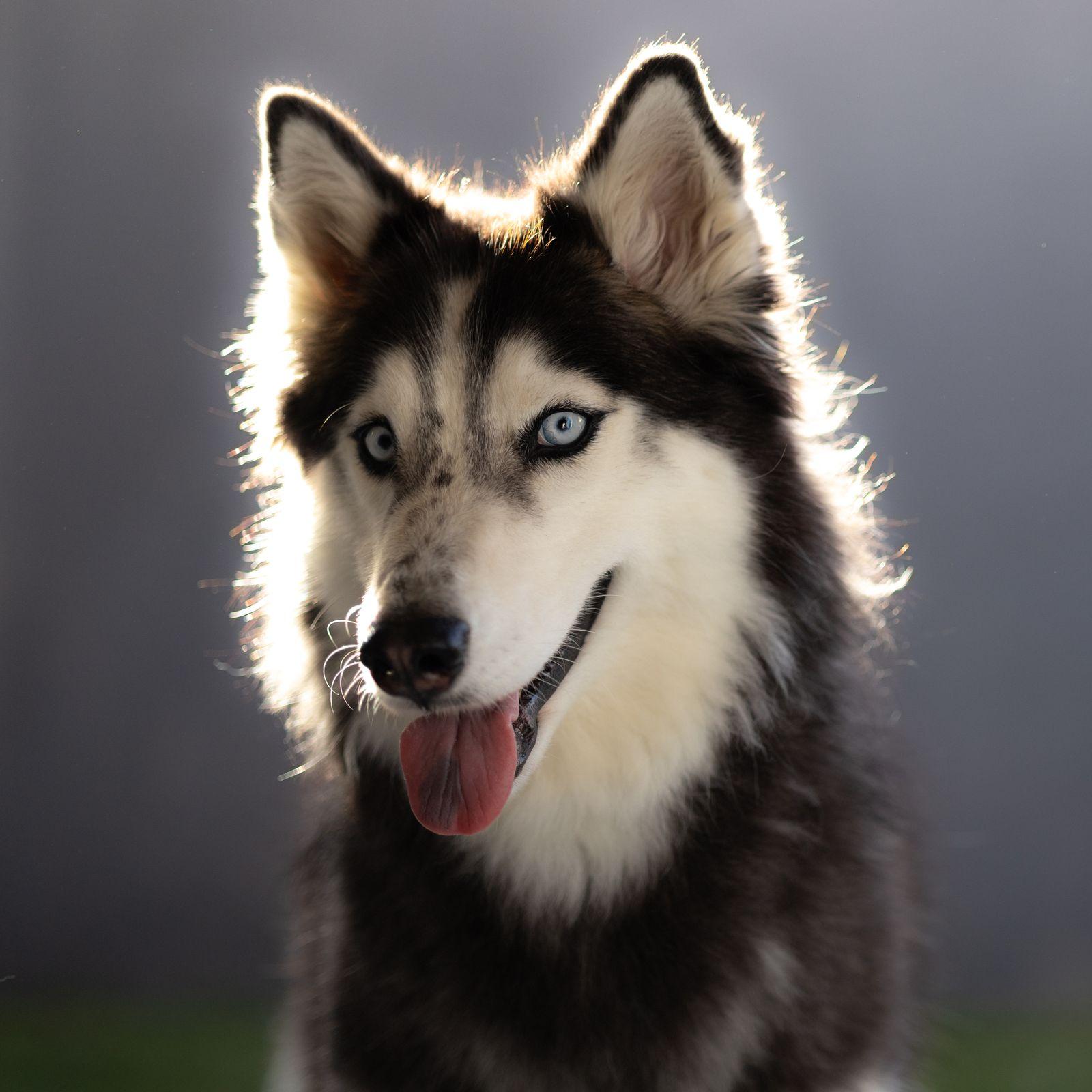 A close portrait of a Siberian Husky with ice-blue eyes and classic black and white face markings, backlit
