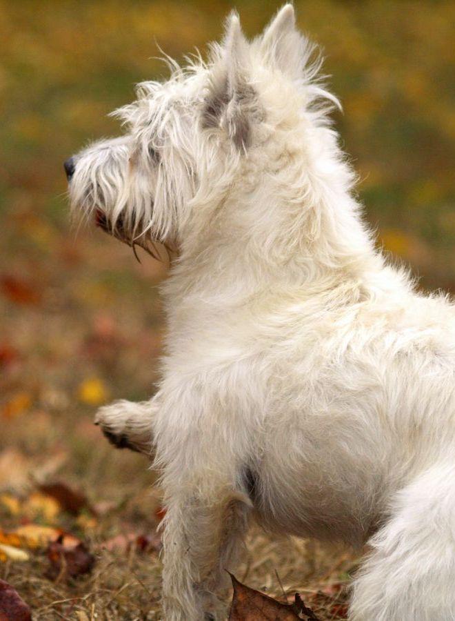 A West Highland White Terrier in profile, shaggy white coat and pricked ears, one paw raised