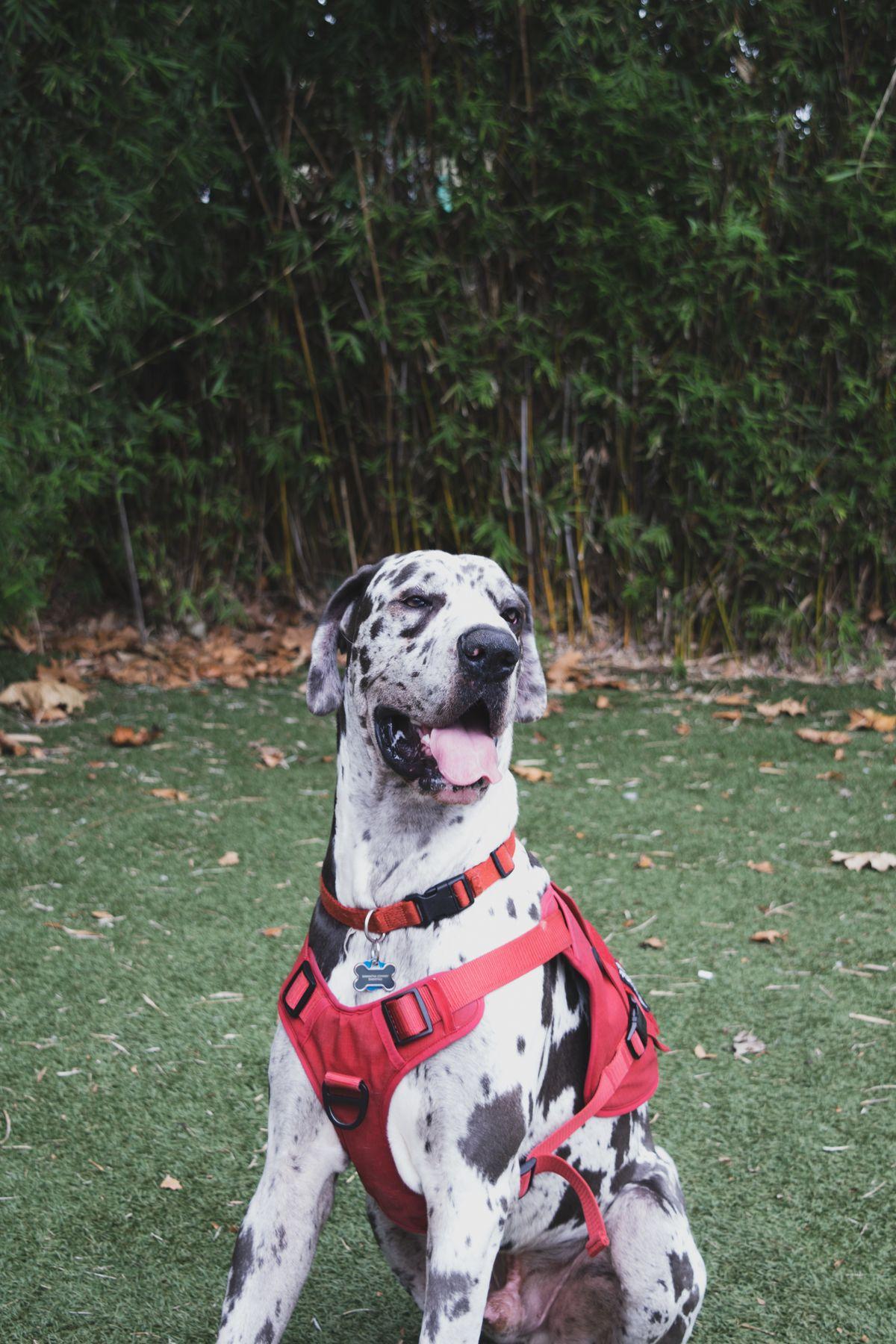 A large spotted Great Dane sitting outdoors in a harness, tongue out.