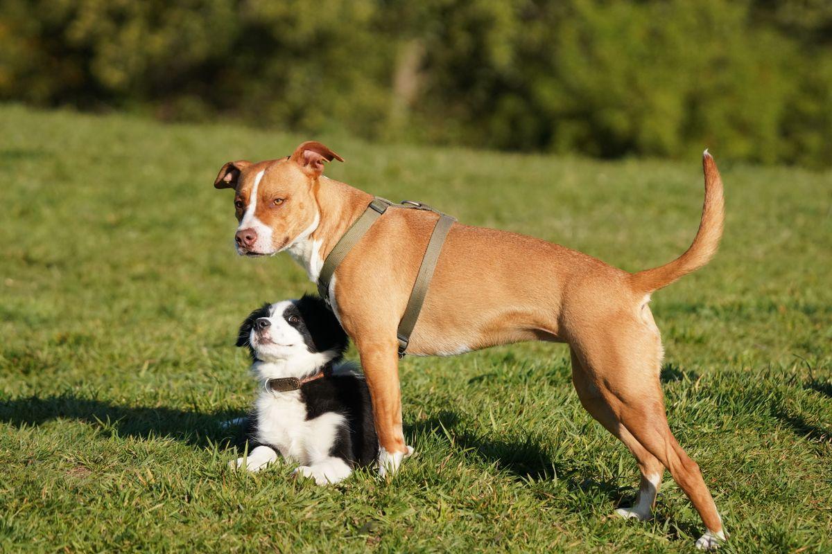 A tan terrier-type dog standing beside a black-and-white Border Collie puppy on grass, visibly different in size and coat.