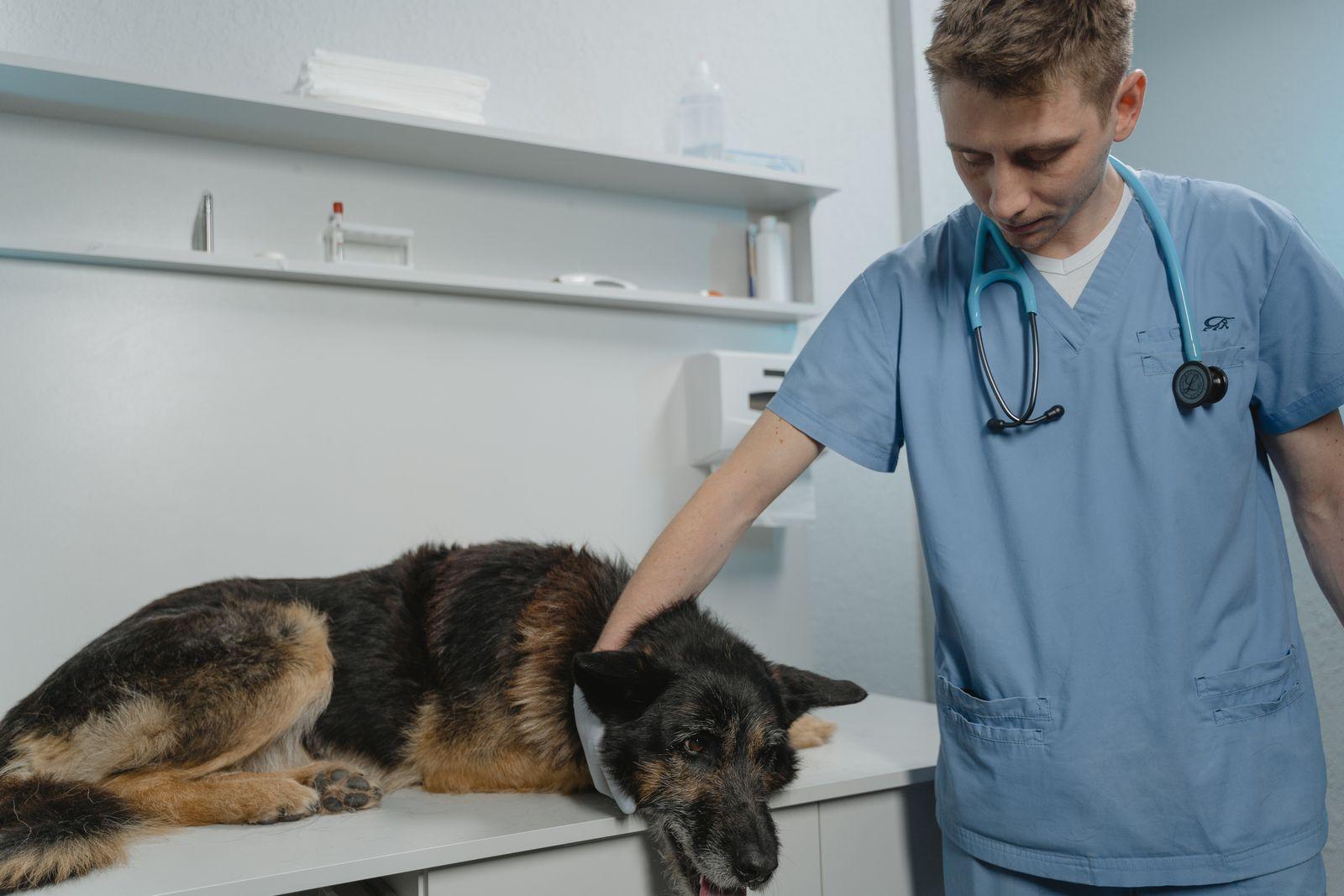 A vet calmly handling a relaxed German Shepherd on an exam table.