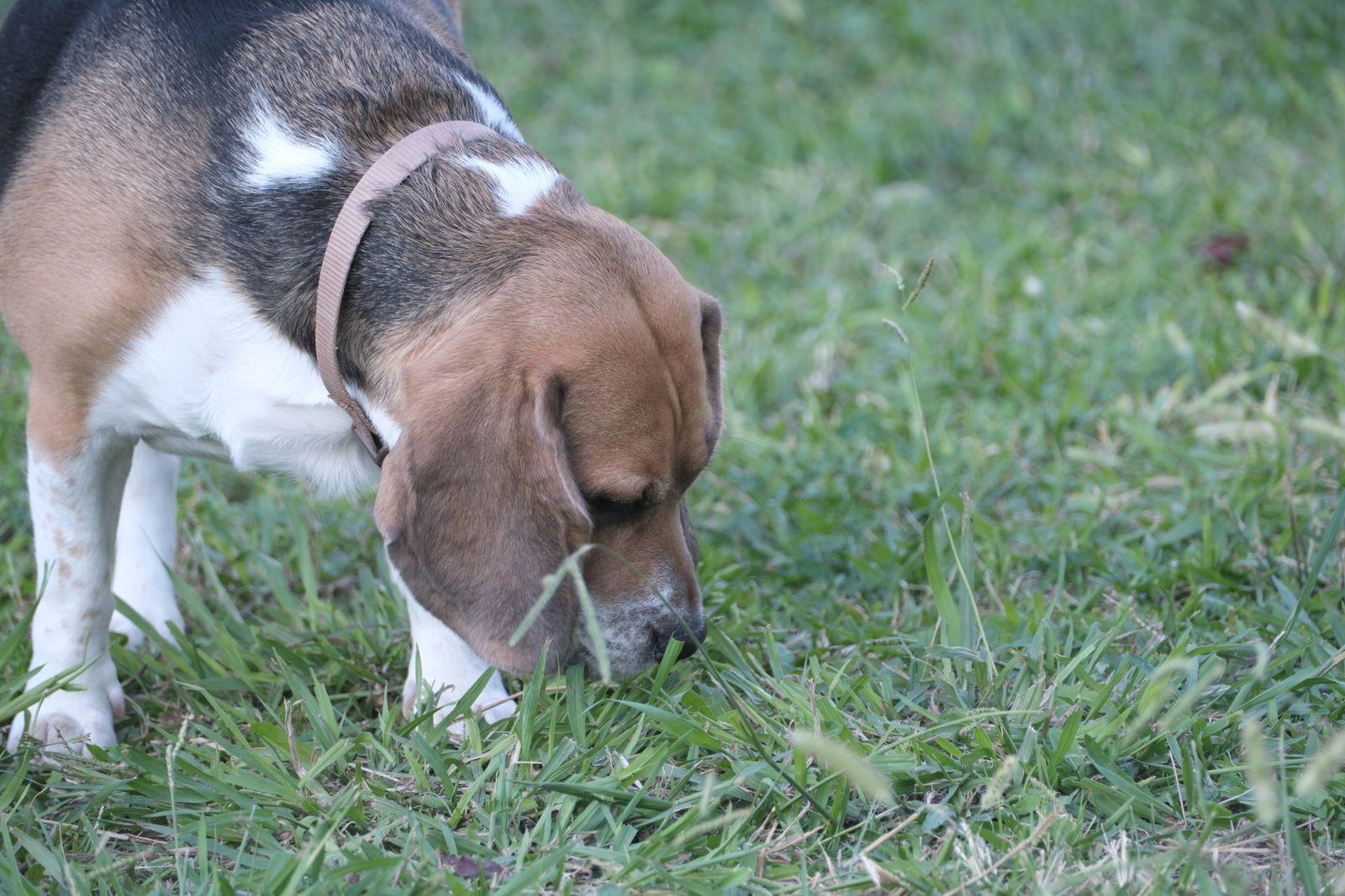 A beagle sniffing nose-down through grass.