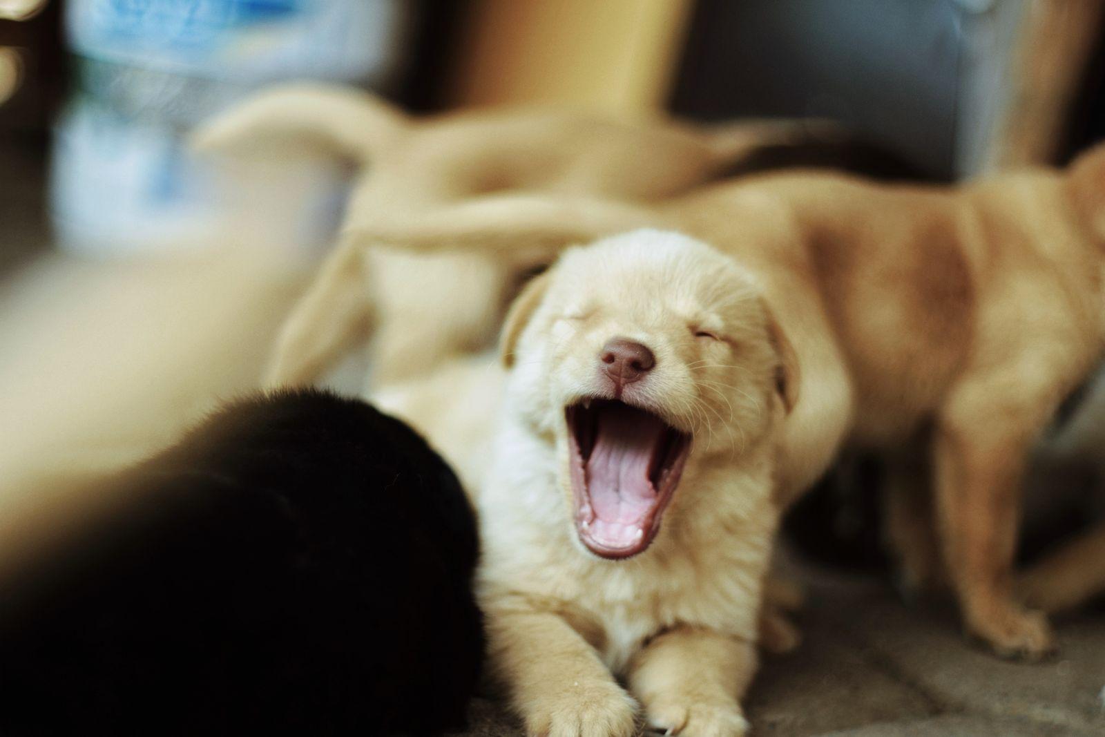 A pale cream puppy yawning wide, its littermates sprawled around it on a tiled floor
