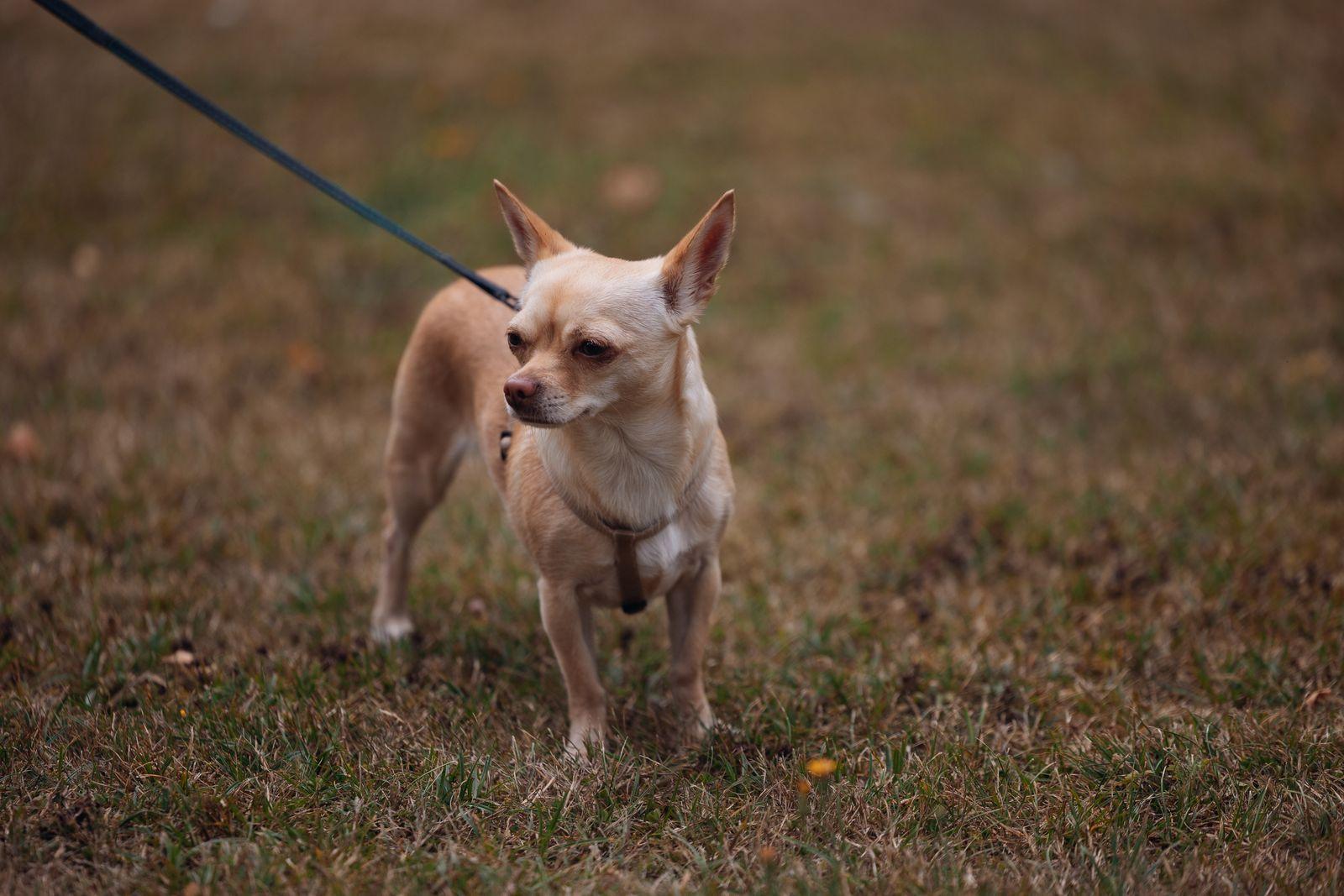 A small dog walking beside its handler on a visibly slack lead.