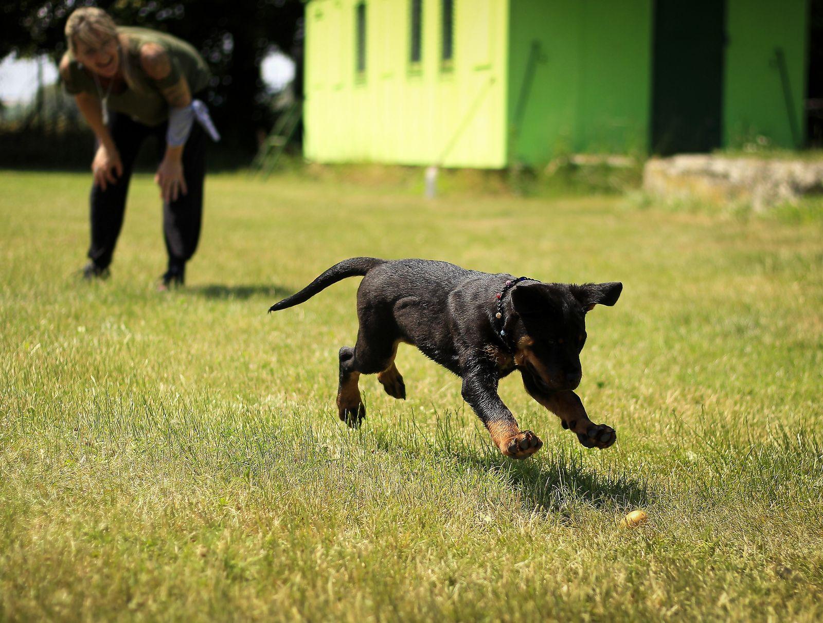 A puppy running back across open grass toward a person crouched down calling it.