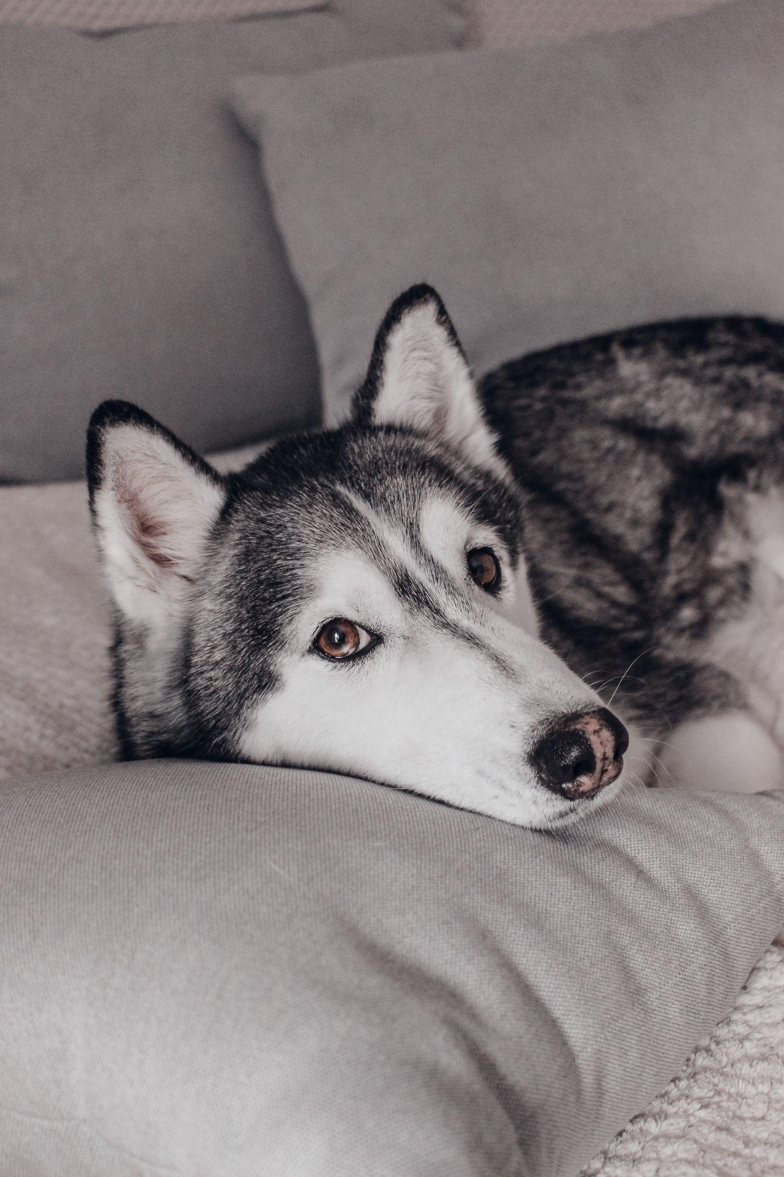 A husky resting calmly on a couch while settled.